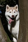 SIBERIAN HUSKY 685